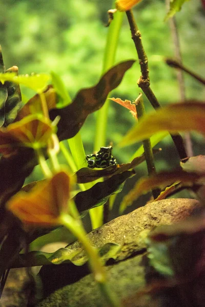 녹색과 검은색 개구리 Dendrobates Auratus 지역에서 — 스톡 사진