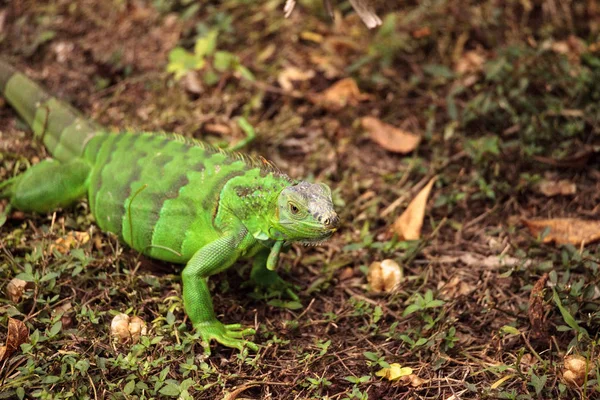 Iguana verde juvenil cientificamente conhecida como Iguana iguana — Fotografia de Stock