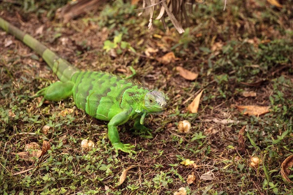 Iguana verde juvenil cientificamente conhecida como Iguana iguana — Fotografia de Stock