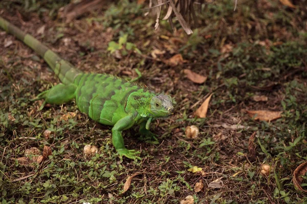 Iguana iguana, mint fiatal zöld leguán — Stock Fotó