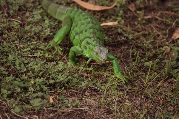 Iguana verde juvenil científicamente conocida como iguana iguana —  Fotos de Stock