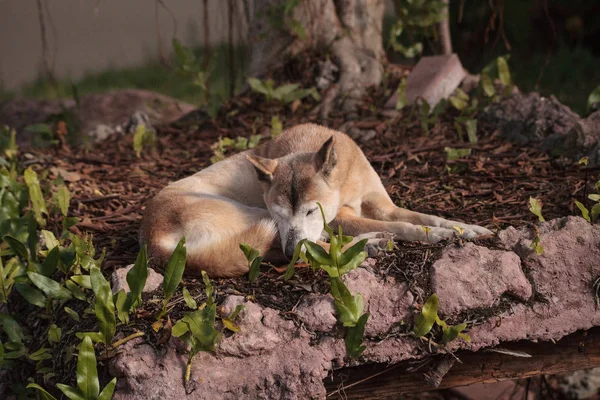 Old elderly New Guinea Singing Dog Canis lupus dingo — Stock Photo, Image