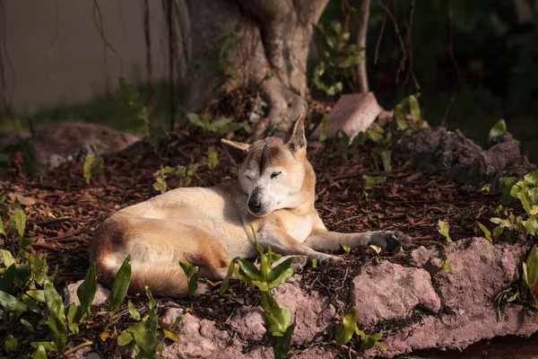 오래 된 노인 뉴 기니 노래 개가 Canis lupus 들 개 — 스톡 사진