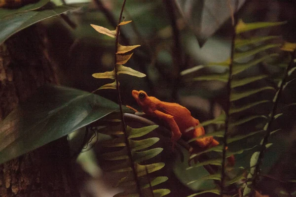 Панамське золоті жаби Atelopus zeteki є рідкісним — стокове фото