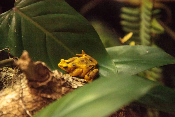 Panamské zlaté žáby Atelopus zeteki je vzácný — Stock fotografie