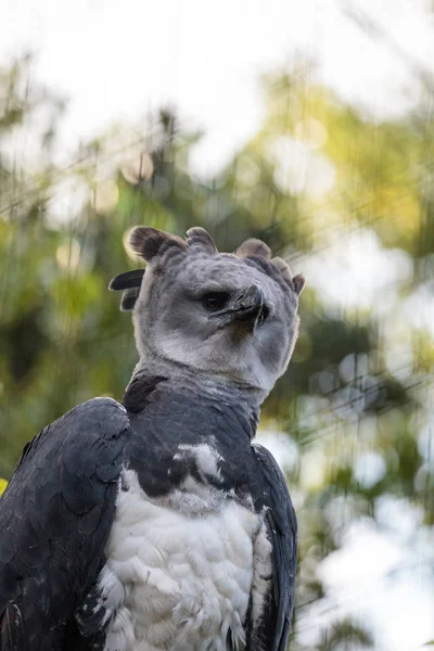 Harpy kartal Harpia harpyja raptor bir dal üzerinde tünemiş — Stok fotoğraf