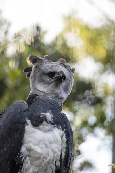 Harpy kartal Harpia harpyja raptor bir dal üzerinde tünemiş — Stok fotoğraf