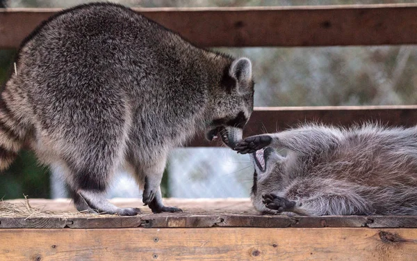 Wasbeer Spelen Procyon Lotor Paar Een Veranda Zuid Florida — Stockfoto