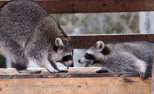 Jogando Guaxinim Procyon Lotor Par Uma Varanda Sul Flórida — Fotografia de Stock