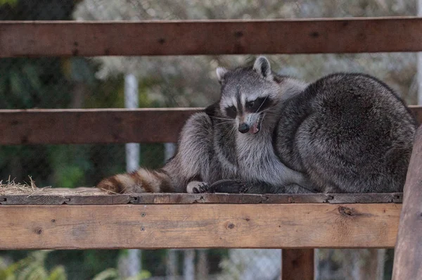 Hraní Raccoon Procyon Lotor Dvojice Verandě Jižní Floridě — Stock fotografie