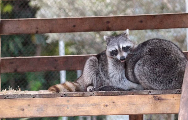 Jugando mapache Procyon lotor par en un porche — Foto de Stock