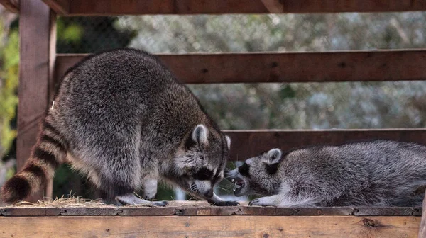 Jogando Guaxinim Procyon Lotor Par Uma Varanda Sul Flórida — Fotografia de Stock