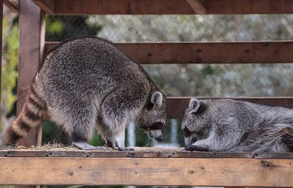 Jogando Guaxinim Procyon Lotor Par Uma Varanda Sul Flórida — Fotografia de Stock