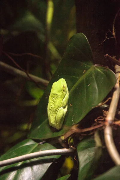 Συχνούς δέντρο βάτραχος Agalychnis callidryas ανάπαυσης σε ένα φύλλο — Φωτογραφία Αρχείου