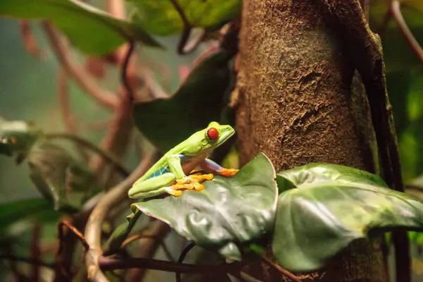 Sapo de árvore de olhos vermelhos Agalychnis callidryas descansam em uma folha — Fotografia de Stock