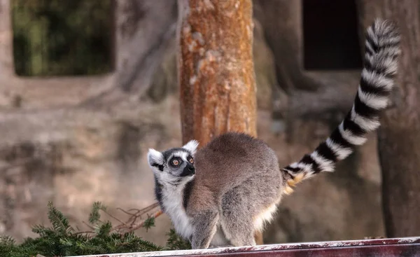 Gyűrűs Farkú Maki Lemur Catta Egy Veszélyeztetett Faj Található Madagaszkár — Stock Fotó