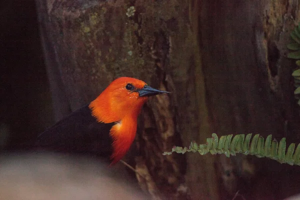Scarlet Headed Blackbird Amblyramphus Holosericeus Perches Bush South America — Stok fotoğraf