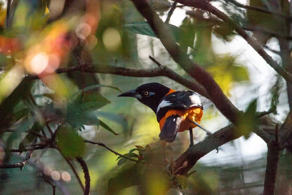 Venezuelský Skupinový Pták Icterus Ikterus Nalezený Tropických Lesích Venezuely — Stock fotografie