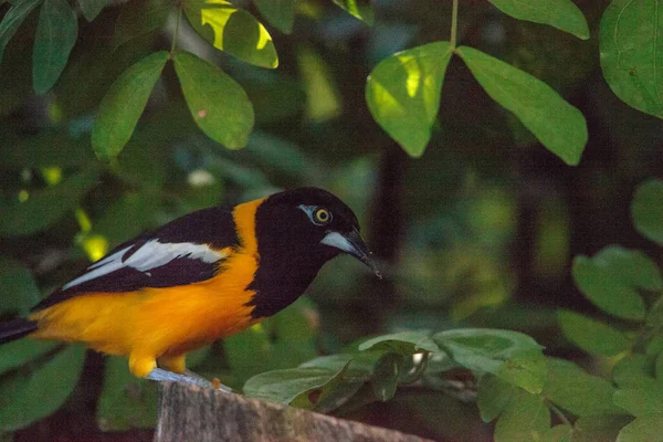 委内瑞拉热带森林中发现的委内瑞拉斑鸠 Icterus Icterus — 图库照片