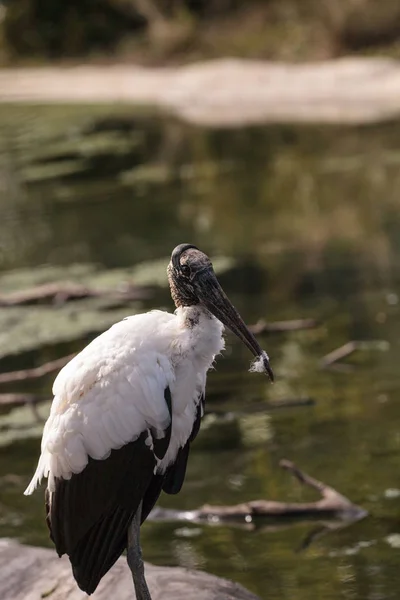 Wood Stork Mycteria Americana Stands Marsh Corkscrew Swamp Sanctuary Naples — Stock Photo, Image