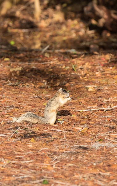 Varning Stora Cypress Räv Ekorre Sciurus Niger Avicennia Samlar Nötter — Stockfoto