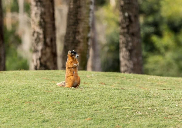 Alerta Grande Ciprés Zorro Ardilla Sciurus Niger Avicennia Reúne Nueces — Foto de Stock