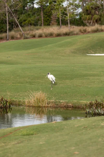 Waldstorch Mycteria Americana Steht Auf Einem Golfplatz Naples Florida — Stockfoto