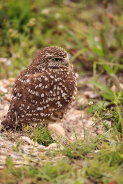 Marco Island, Florida üzerinde onun yuva dışında yetişkin oyuk baykuşu Athene cunicularia tünemiş
