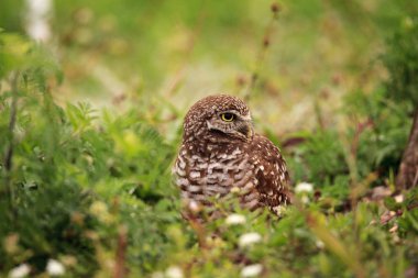 Marco Island, Florida üzerinde onun yuva dışında yetişkin oyuk baykuşu Athene cunicularia tünemiş