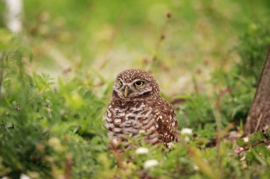 Yetişkin oyuk baykuşu Athene cunicularia onun eşek dışında tünemiş