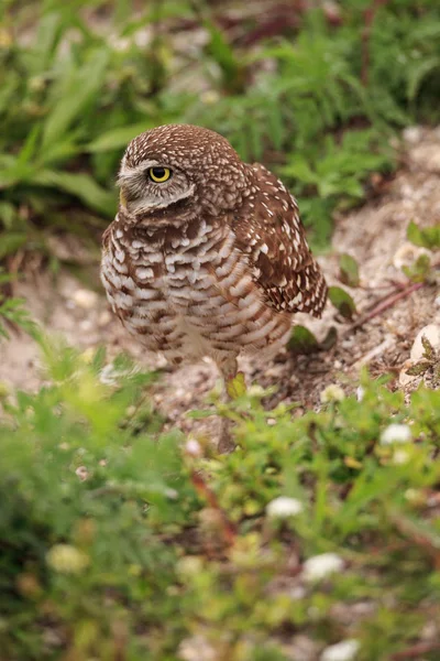 Adult grävande Uggla Athene cunicularia uppflugen utanför dess burro — Stockfoto