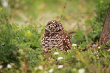 Yetişkin oyuk baykuşu Athene cunicularia onun eşek dışında tünemiş