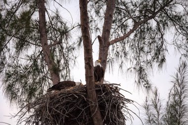 Yuvalanmış yetişkin kel kartal Haliaeetus leucocephalus kışın Marco Adası, Florida 'da yuva yapar..