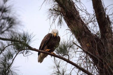 Yetişkin kel kartal Haliaeetus leucocephalus bir ağacın üzerinde tıraşlama 