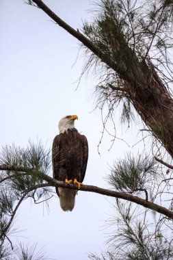 Yetişkin kel kartal Haliaeetus leucocephalus bir ağacın üzerinde tıraşlama 