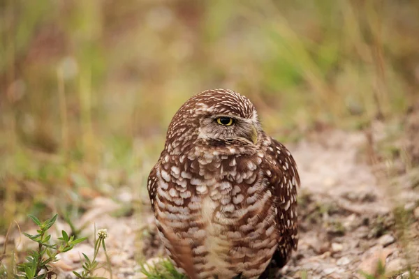 Ausgewachsene Eule athene cunicularia hockt außerhalb ihres Kreuzkrauts — Stockfoto