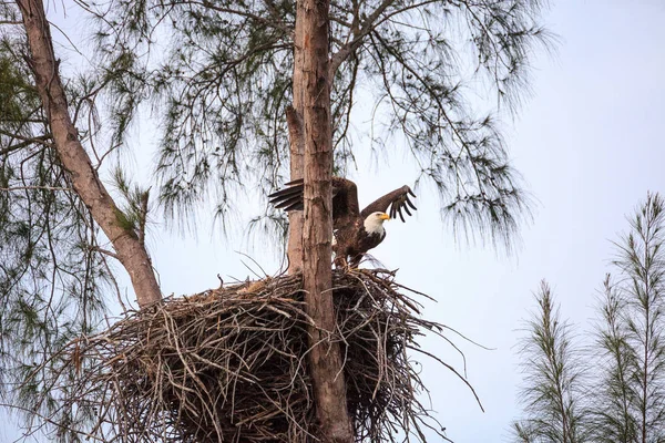 Águila Calva Adulta Voladora Haliaeetus Leucocephalus Vuela Cerca Nido Marco —  Fotos de Stock