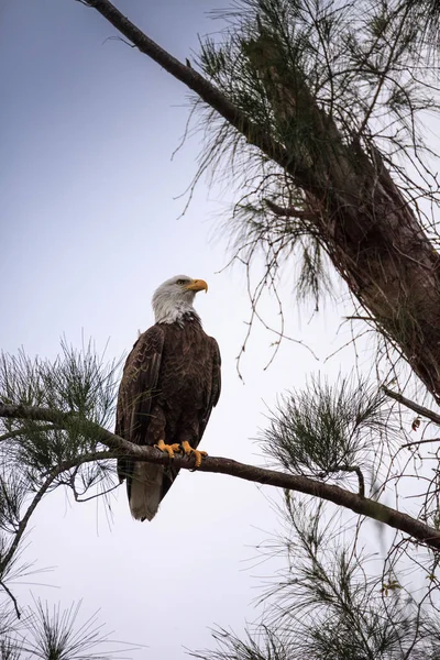 에 성인 흰머리 독수리 Haliaeetus leucocephalus 나무에 perching — 스톡 사진