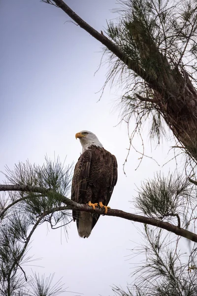 겨울에 흰머리 독수리 Haliaeetus Leucocephalus 마르코 플로리다에 나무에 Perching — 스톡 사진