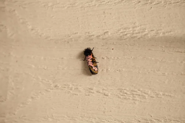 Pink Body Black Fuzzy Head Spanish Moth Xanthopastis Regnatrix Colorful — Stock Photo, Image