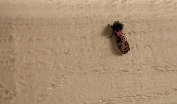 Pink Body Black Fuzzy Head Spanish Moth Xanthopastis Regnatrix Colorful — Stock Photo, Image