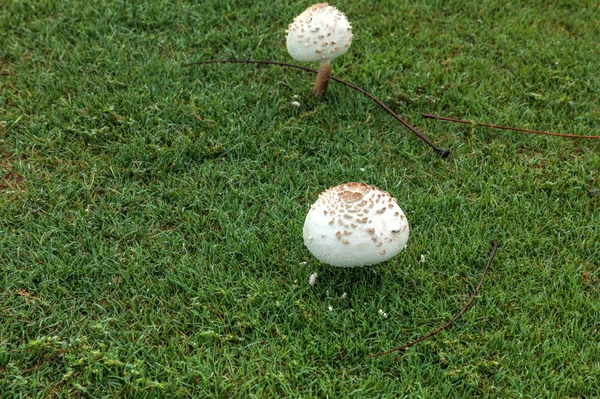 Шахматный гриб-зонтик Chlorophyllum rhacodes растет на зеленом гре — стоковое фото