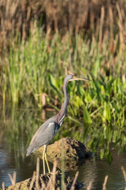 Küçük mavi balıkçıl Egretta Caerulea Napoli, Florida 'da bir bataklıkta tünemişti..