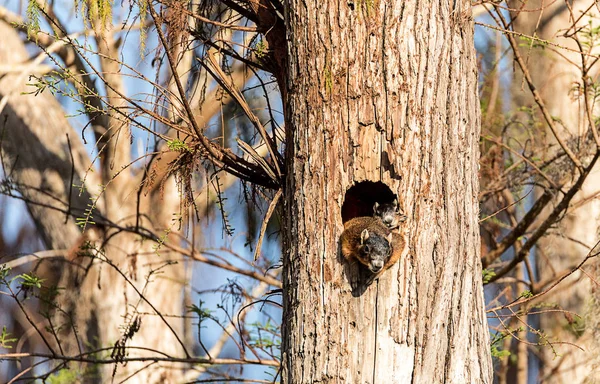 Baby Fox Eichhörnchen Kit sciurus niger blickt über die Spitze seiner mo — Stockfoto