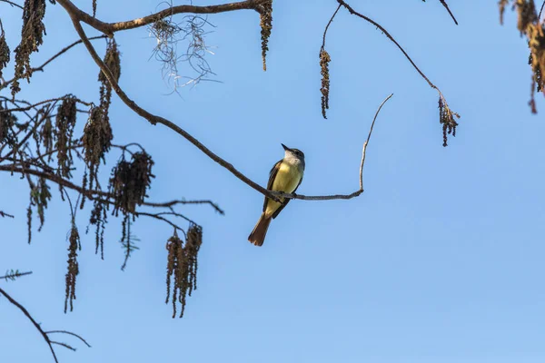 Zedernwachsvogel Bombycilla Cedrorum Sitzt Auf Einem Baum Und Frisst Beeren — Stockfoto