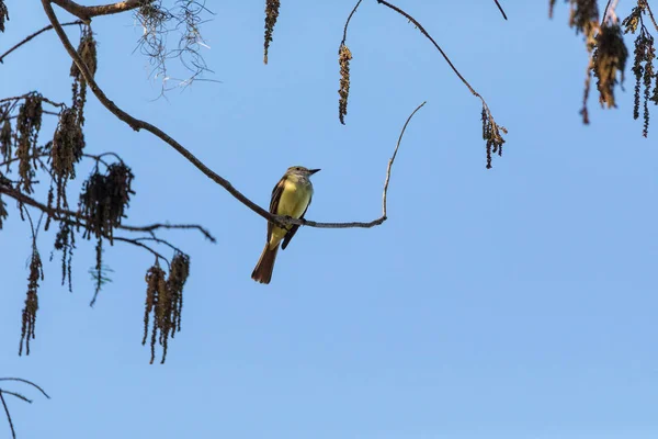 Zedernwachsvogel Bombycilla Cedrorum Sitzt Auf Einem Baum Und Frisst Beeren — Stockfoto