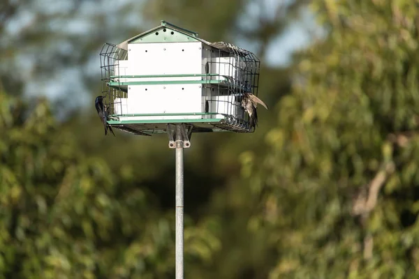 Pájaros Violeta Martin Que Progne Subis Volar Posan Una Casa — Foto de Stock