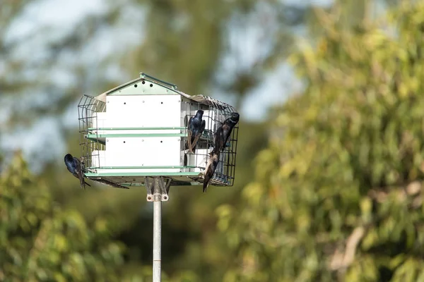 Uccelli Martin Viola Progne Subis Volare Appollaiarsi Una Casa Sopra — Foto Stock