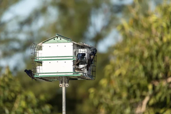 Uccelli Martin Viola Progne Subis Volare Appollaiarsi Una Casa Sopra — Foto Stock