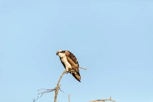 Large Osprey Pandion Haliaetus Perches Branch Dead Tree Early Morning — Stock Photo, Image